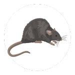 rat