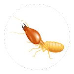 termite