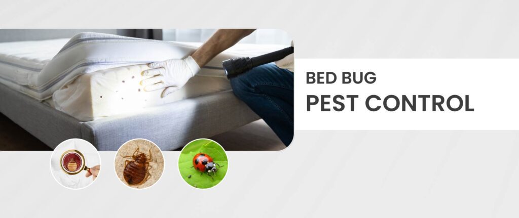 Bed-bug-pest-control