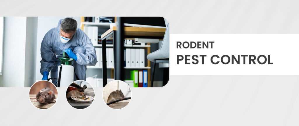 rodent-pest-control