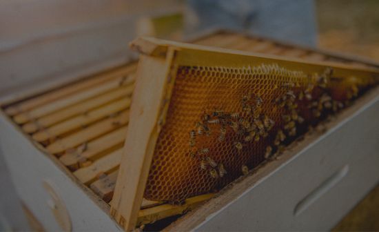 bee hive services