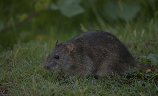 Rodent control in Texas