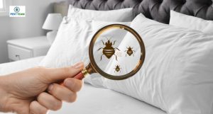 Eco-Friendly Bed Bug Control S …