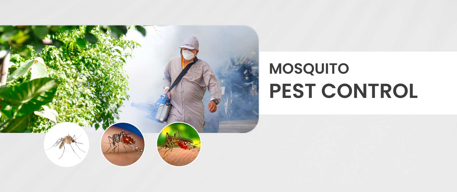 mosquito pest control