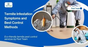 Termite Infestation Symptoms a …